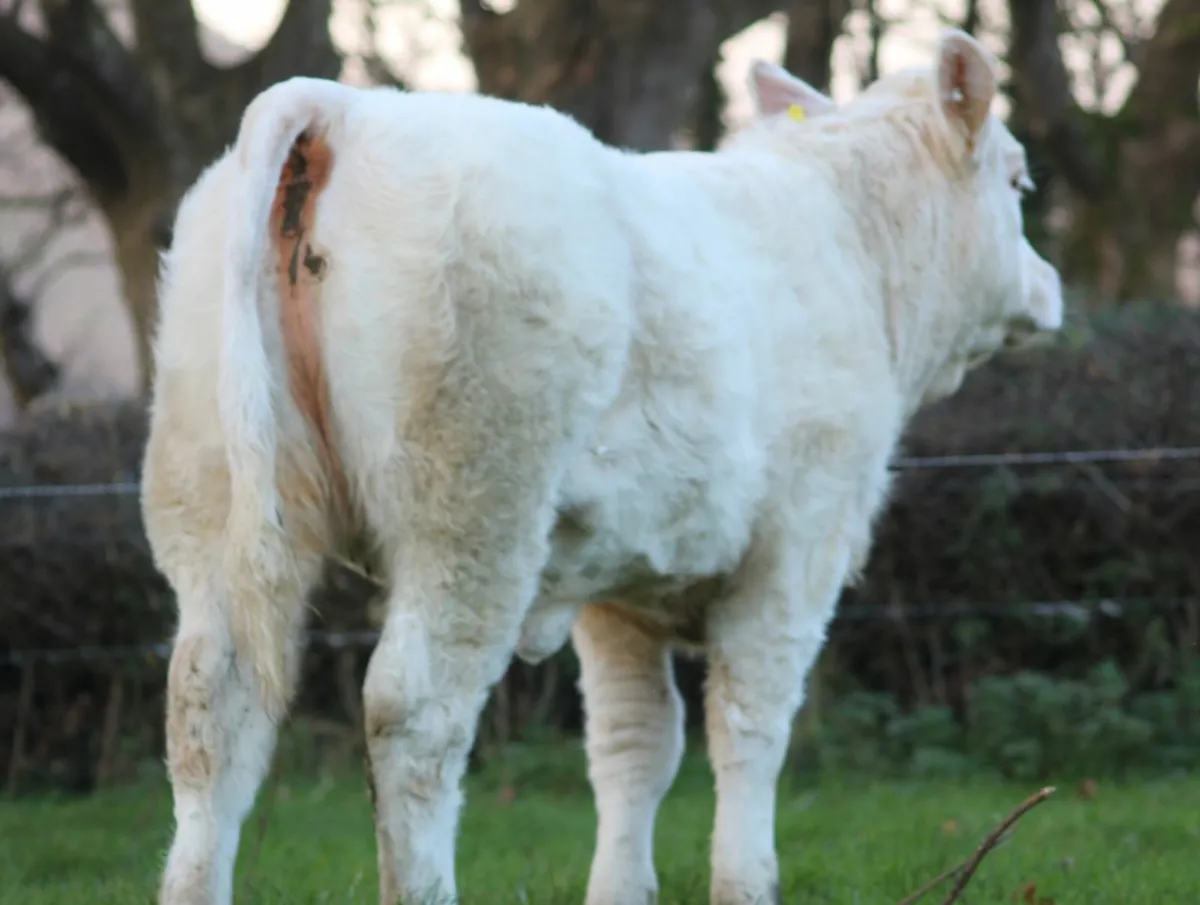 Pedigree charolais heifer - Image 2
