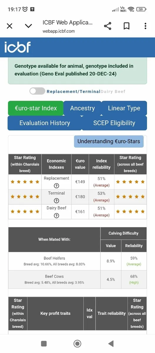 Pedigree charolais heifer - Image 3