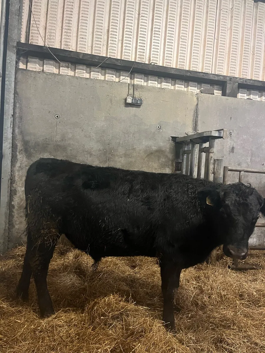 3 Angus Weanling bulls - Image 2