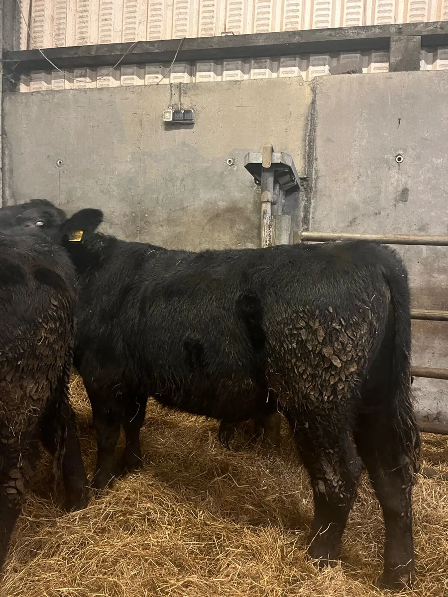 3 Angus Weanling bulls - Image 3