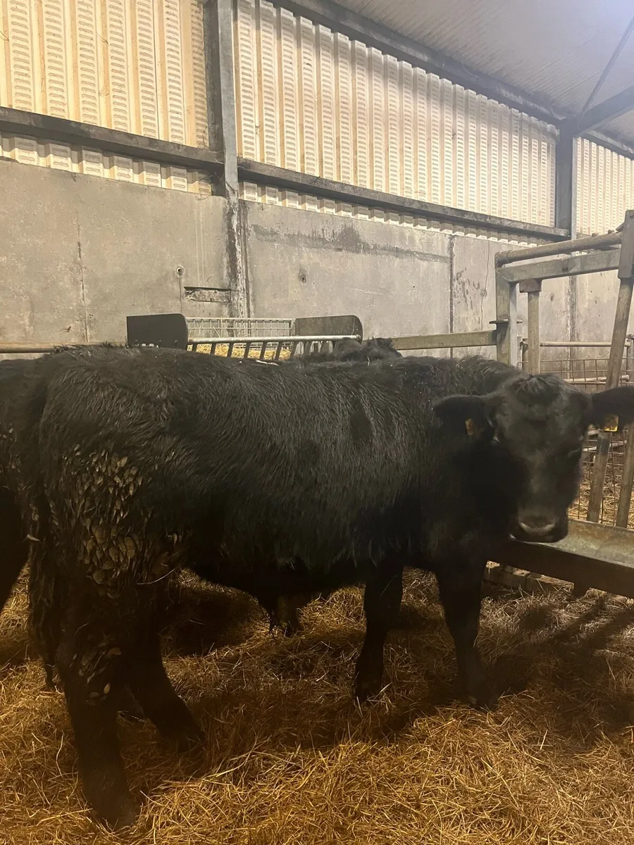 3 Angus Weanling bulls - Image 1