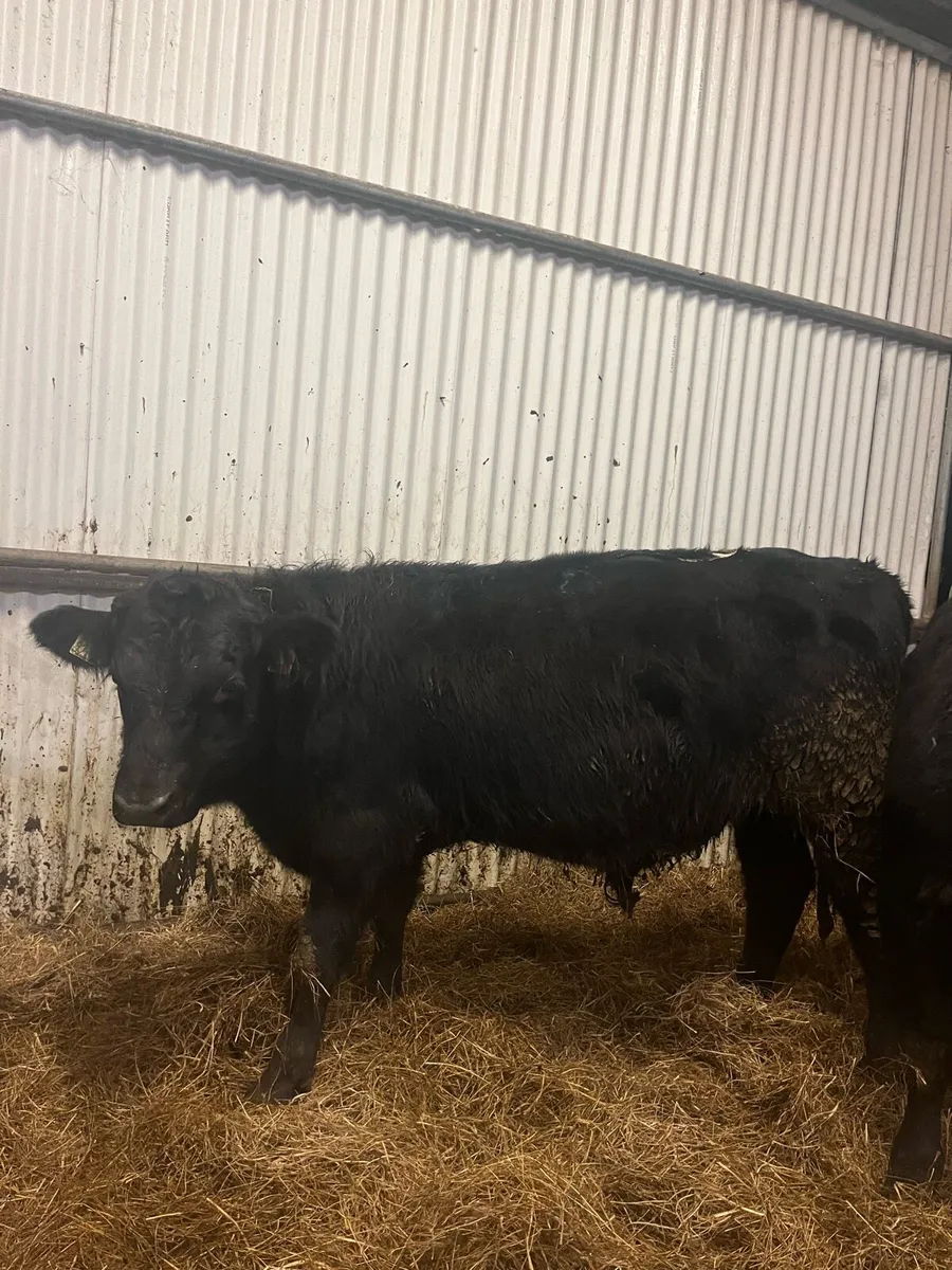 3 Angus Weanling bulls - Image 4