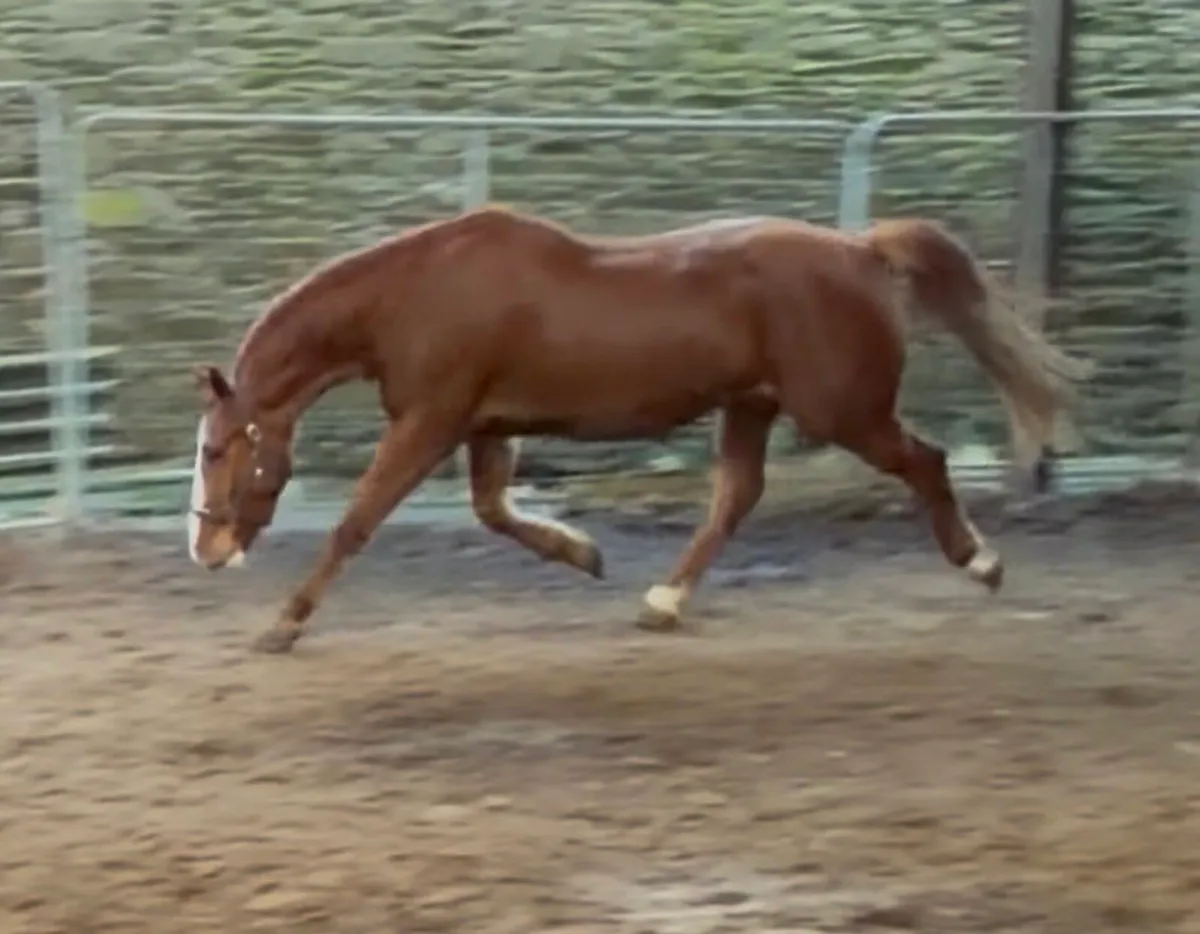 Irish Draught Mare - Image 1