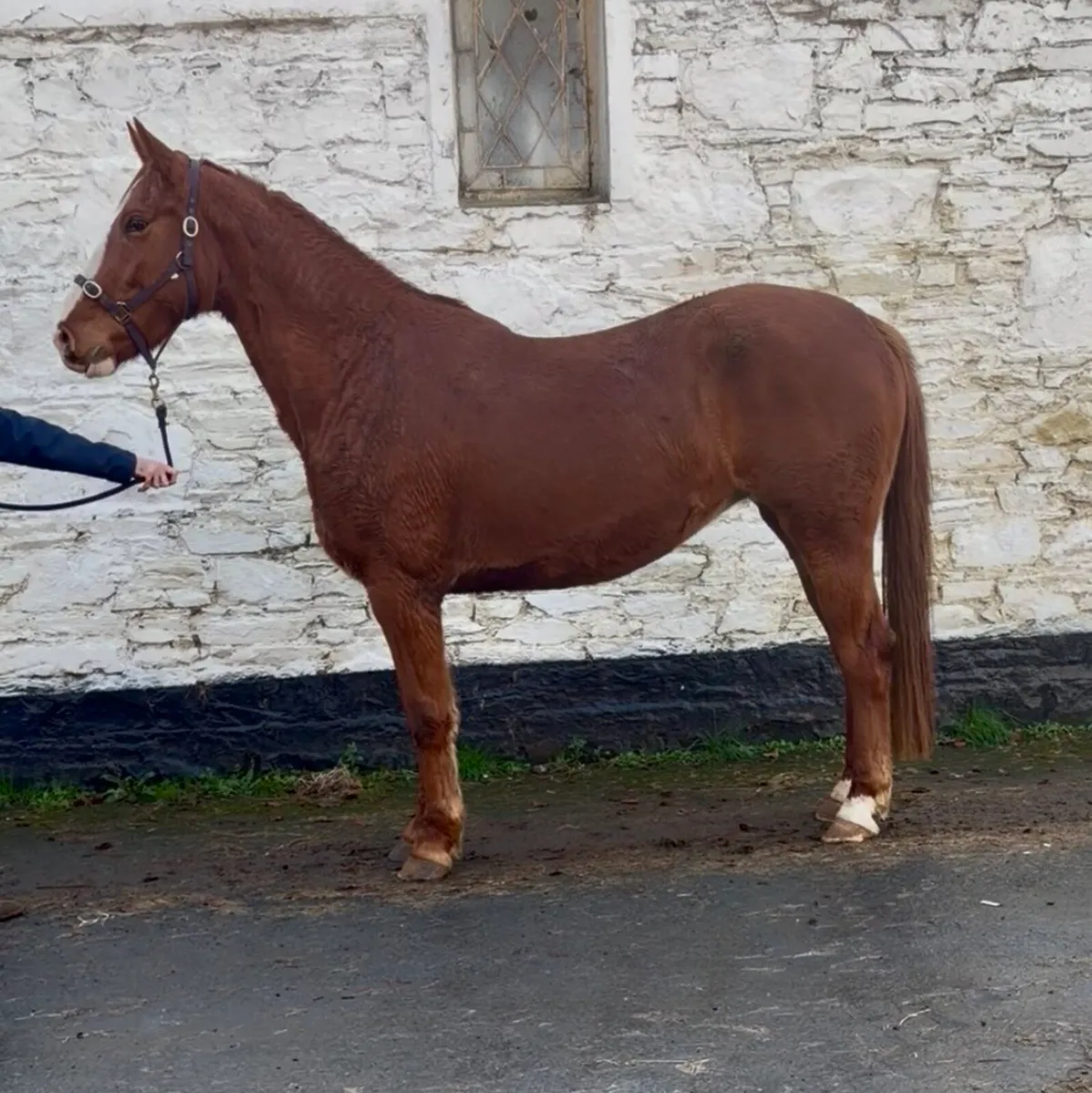 Irish Draught Mare - Image 2