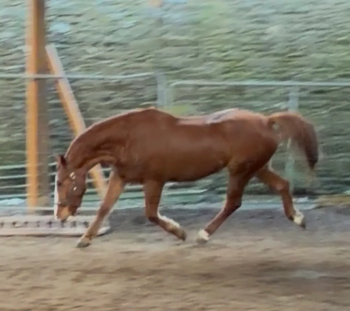 Irish Draught Mare - Image 3