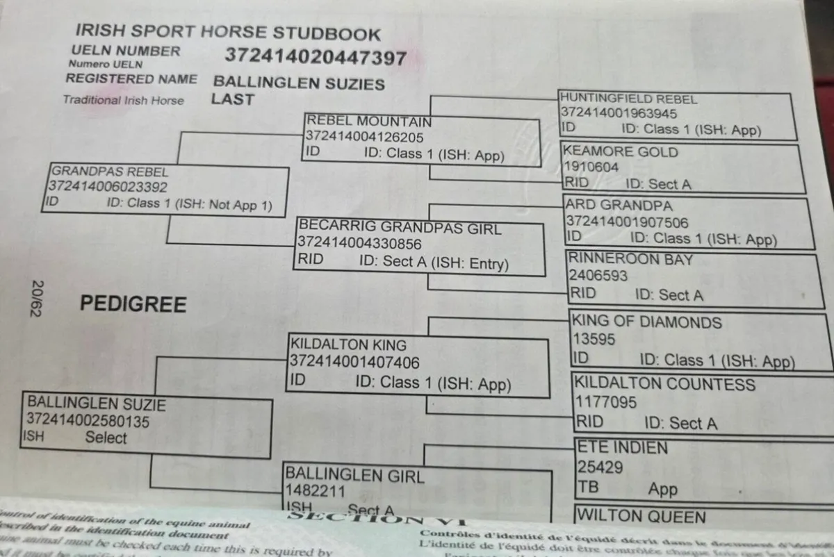Irish Draught Mare - Image 4