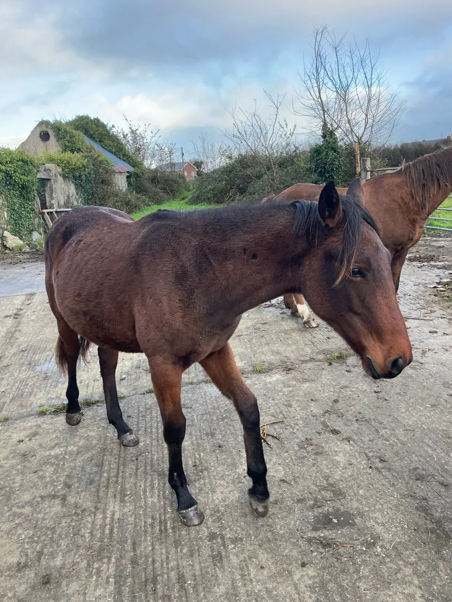 Yearling  draught x tb - Image 1