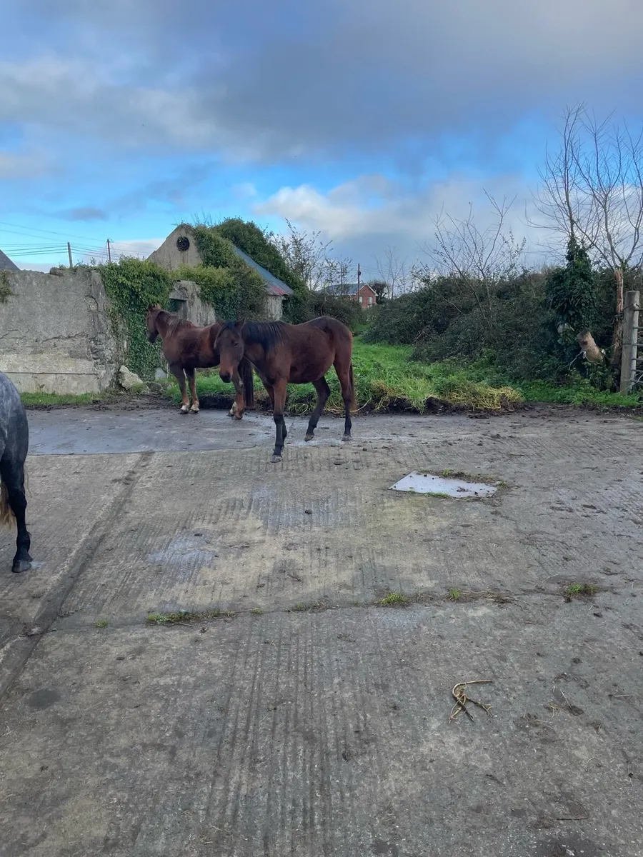 Yearling  draught x tb - Image 2