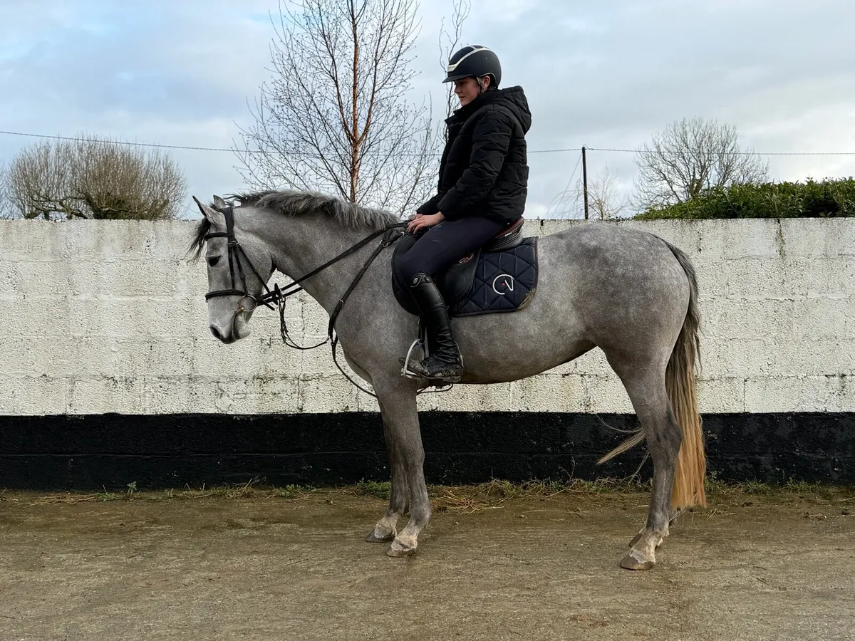 2022 Connemara Mare - 148 / 14.2 - Image 3