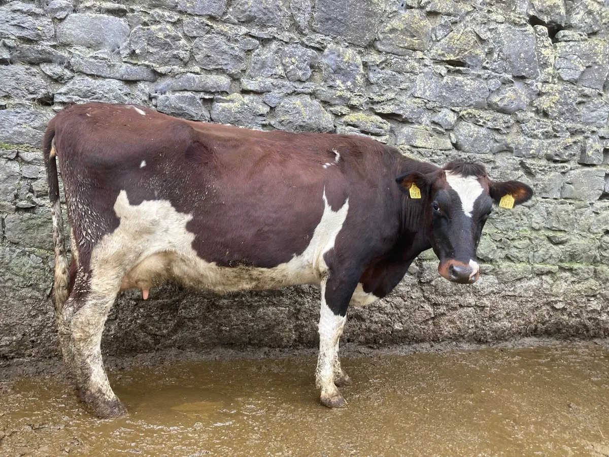 Young Empty Cows - Image 1