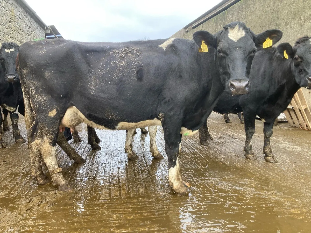 Young Empty Cows - Image 2