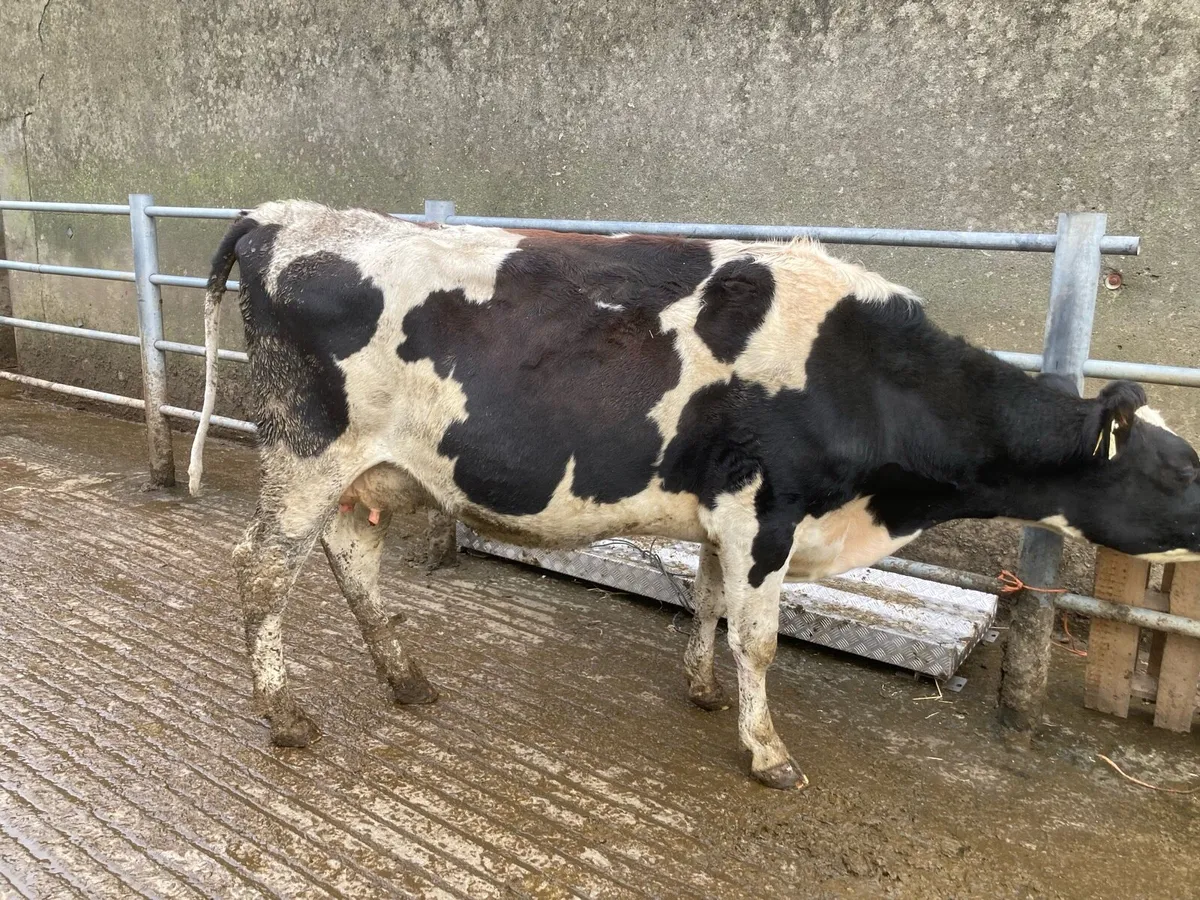 Young Empty Cows - Image 3