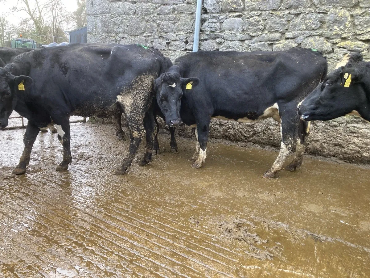 Young Empty Cows - Image 4