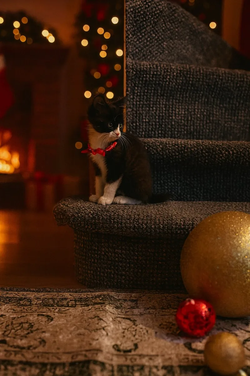 Long haired fluffy kittens - Image 1