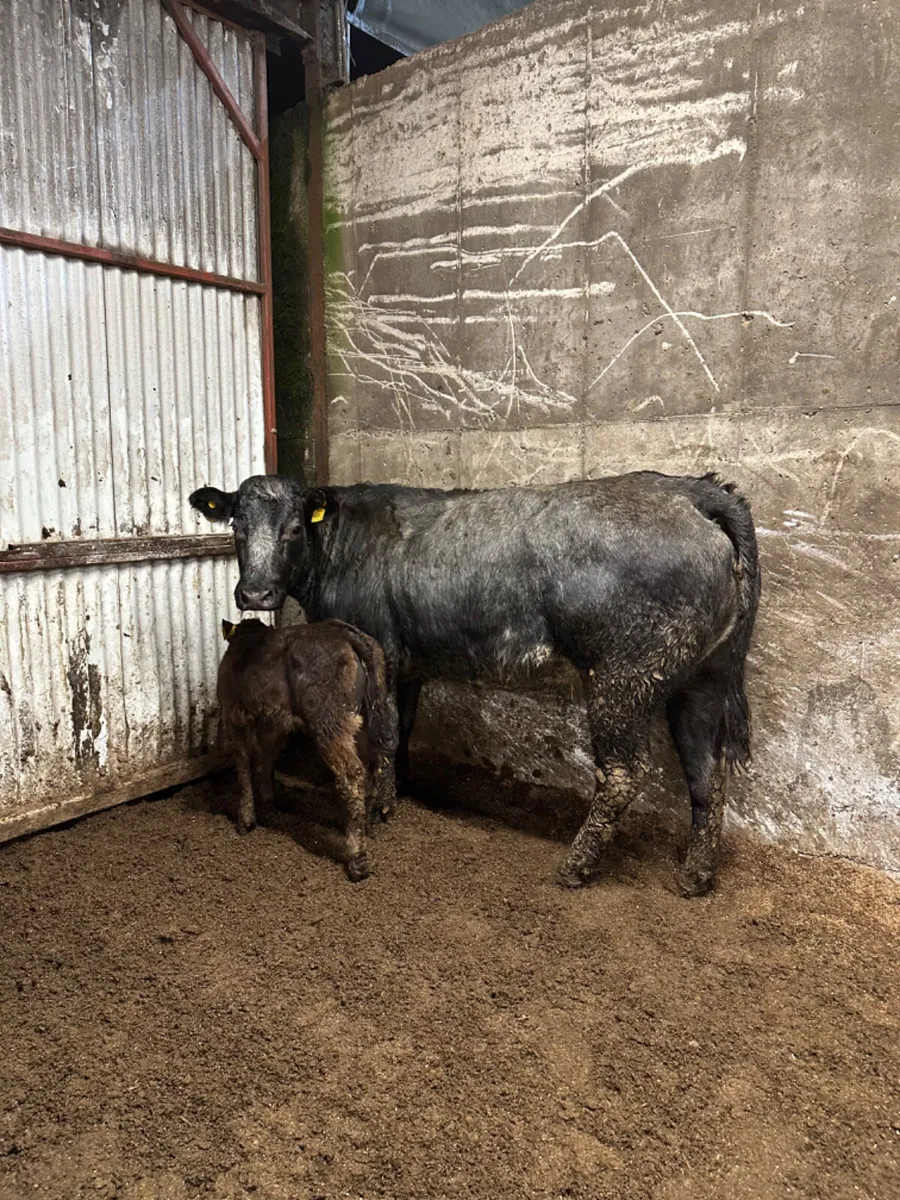 Blue roaned heifer and calve - Image 2