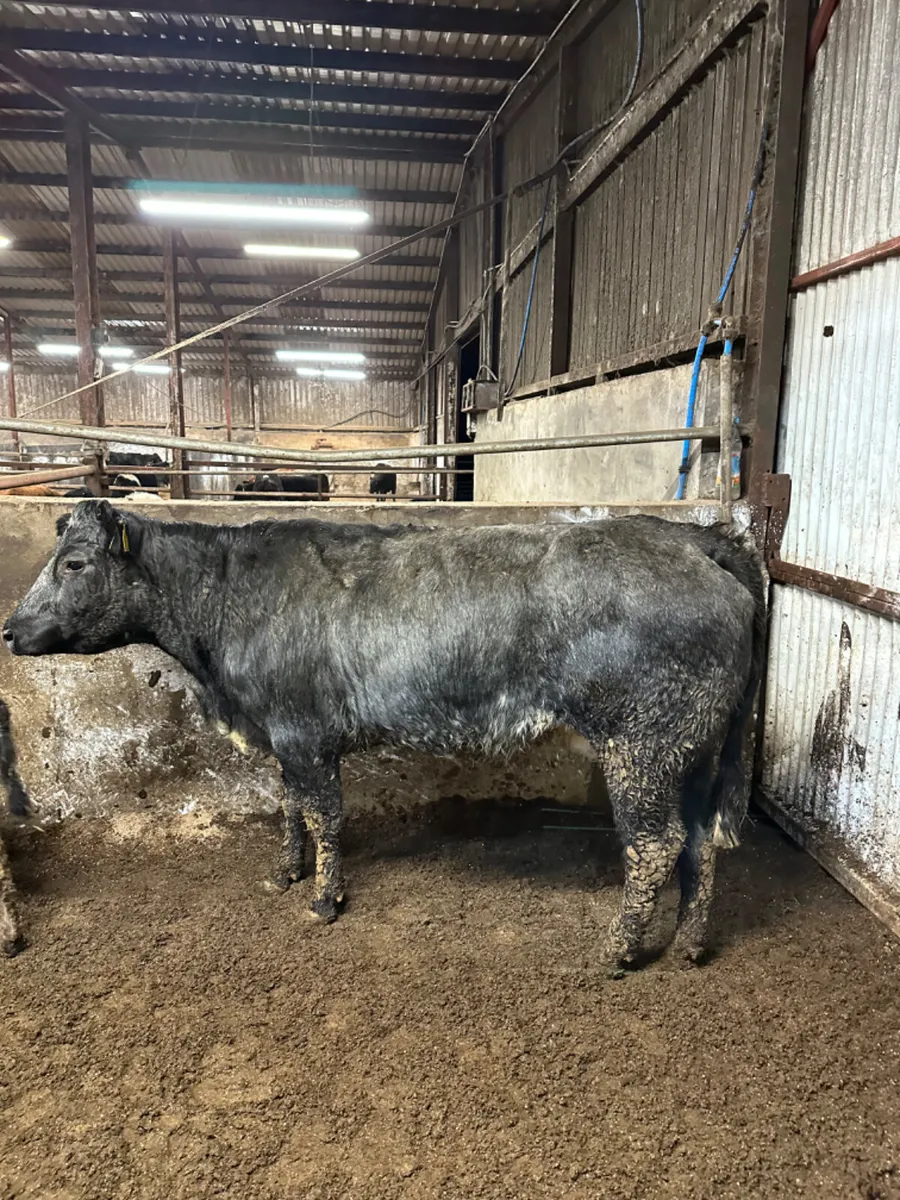 Blue roaned heifer and calve - Image 3