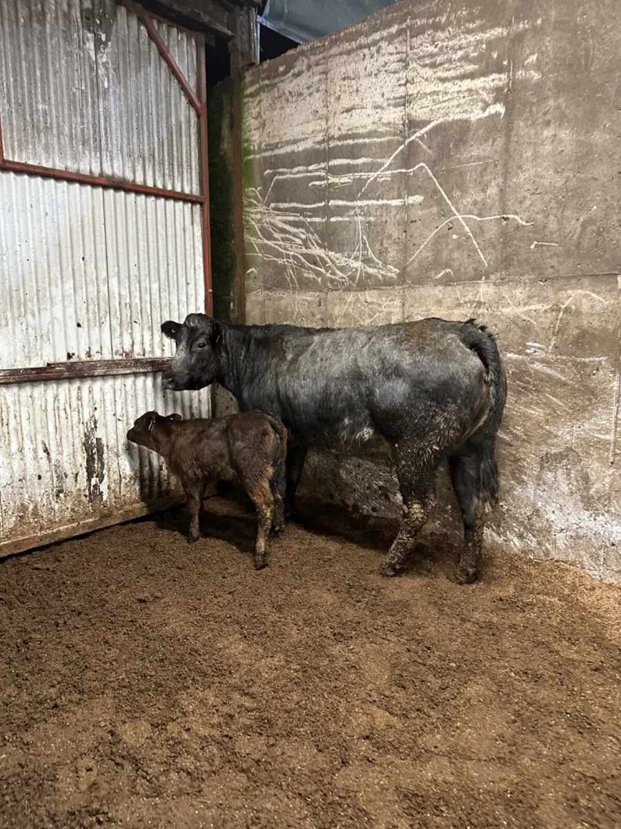 Blue roaned heifer and calve - Image 4