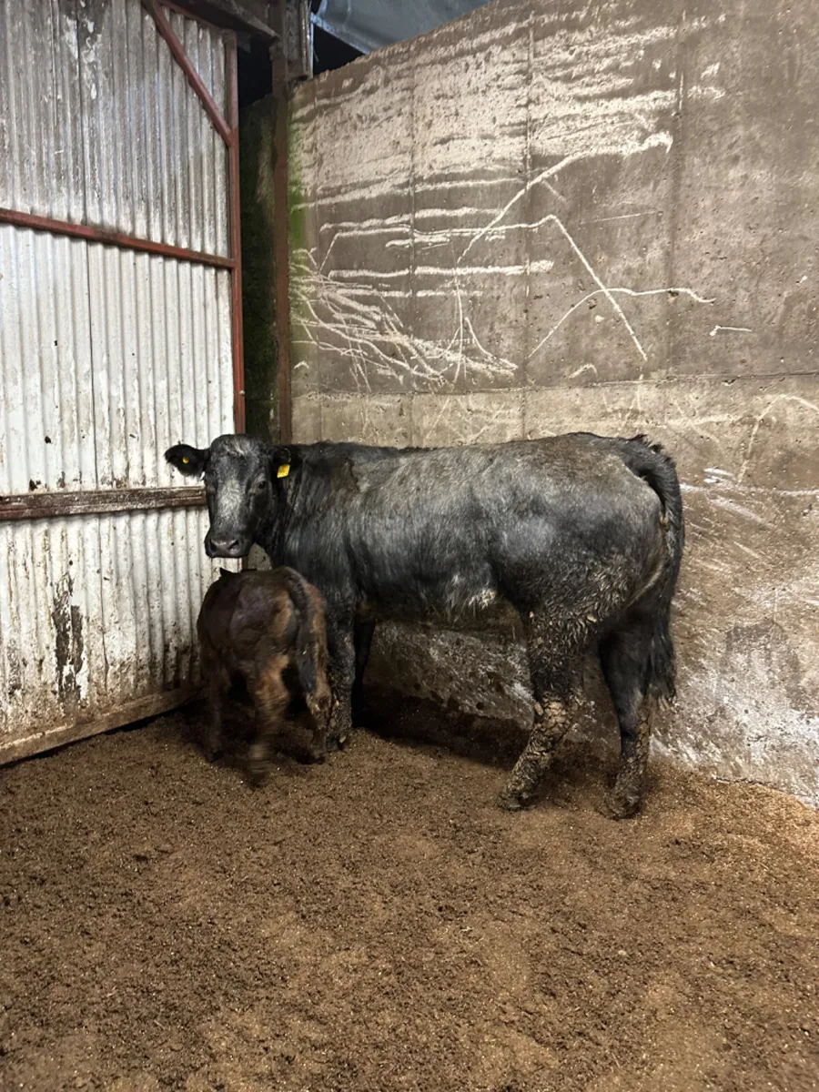 Blue roaned heifer and calve - Image 1
