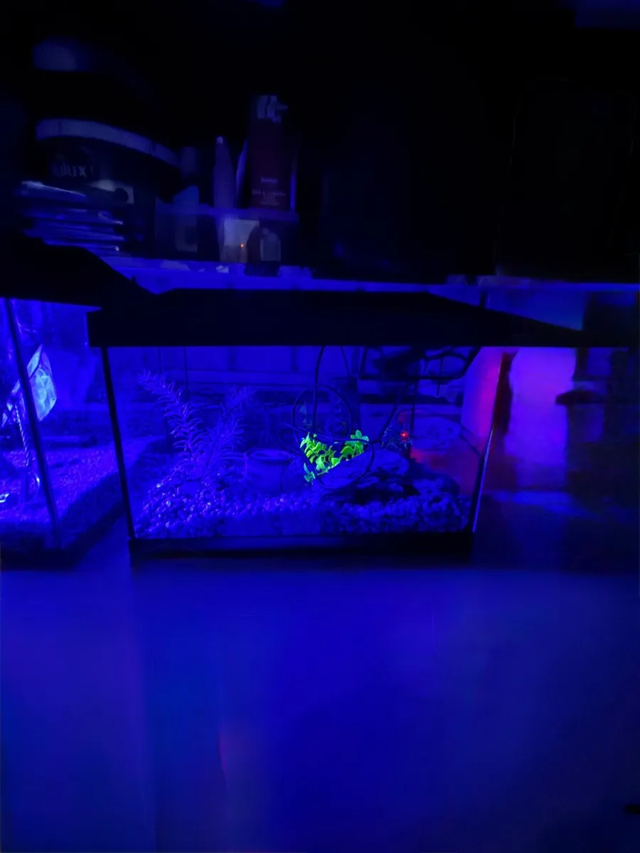 Fish tank - Image 2