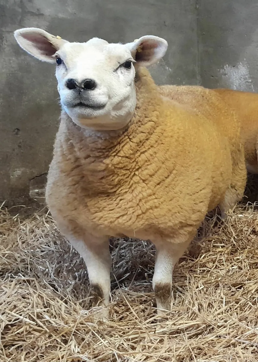 Pedigree Texel Gimmers - Image 3