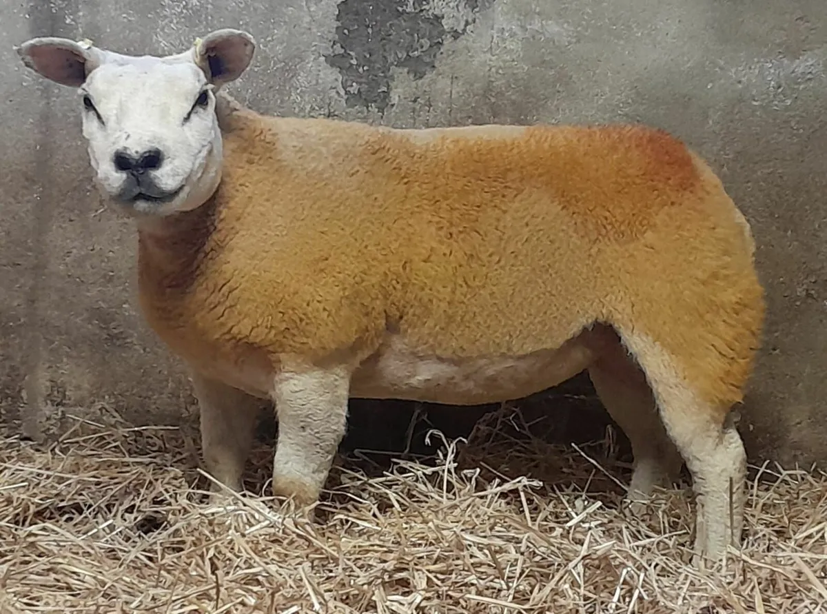 Pedigree Texel Gimmers - Image 2