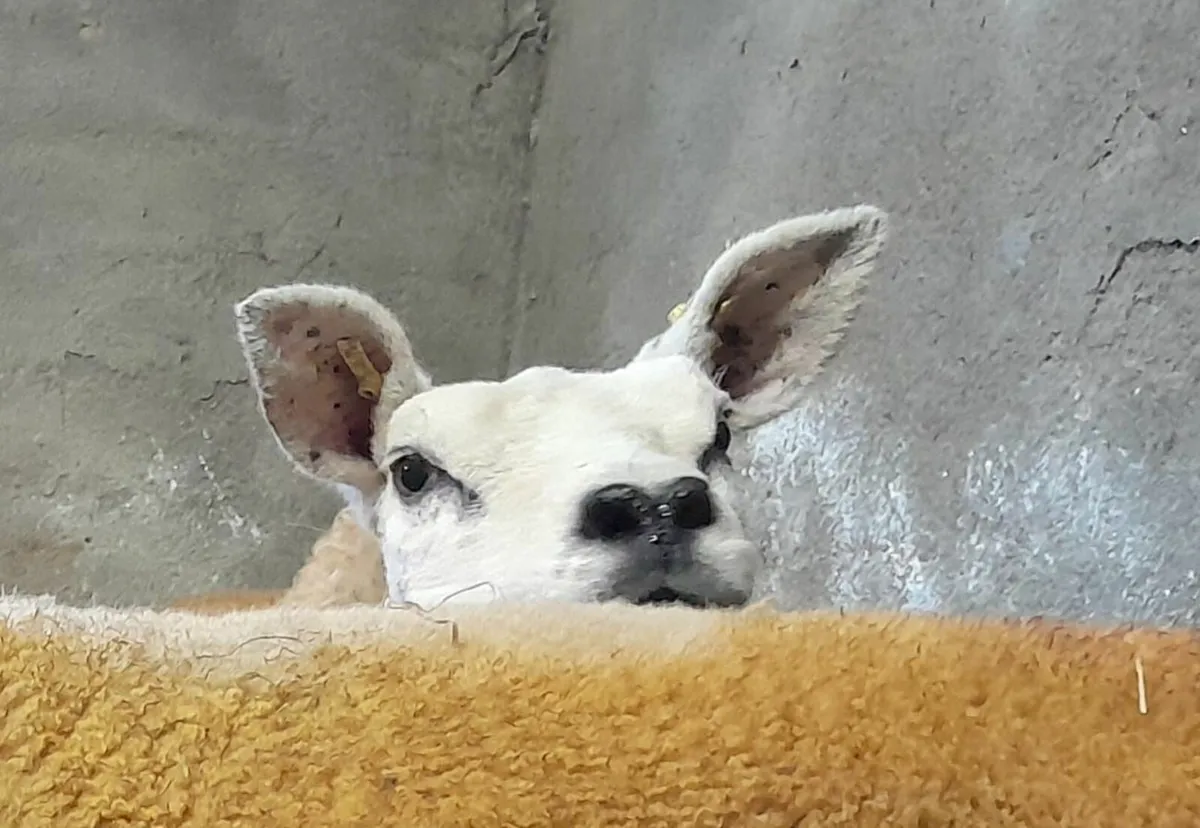 Pedigree Texel Gimmers - Image 1