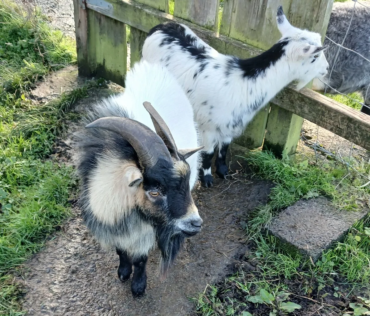 PYGMY BUCK SERVICE FOR STUD - Image 2