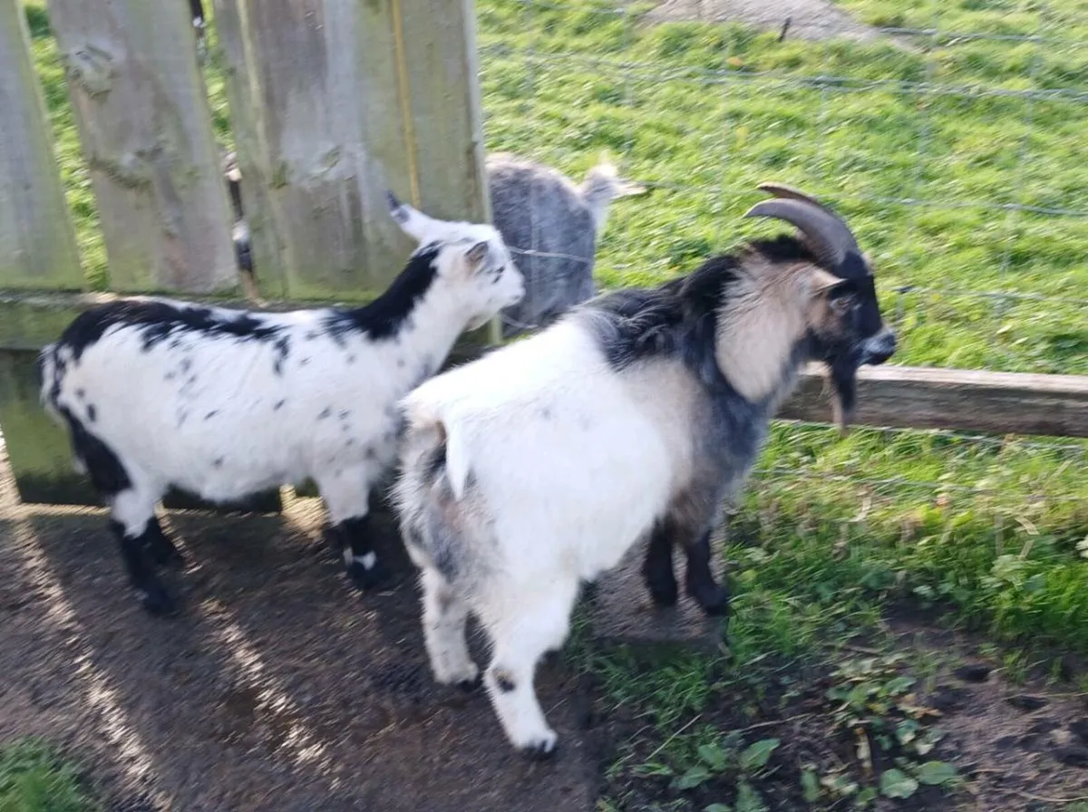 PYGMY BUCK SERVICE FOR STUD - Image 3