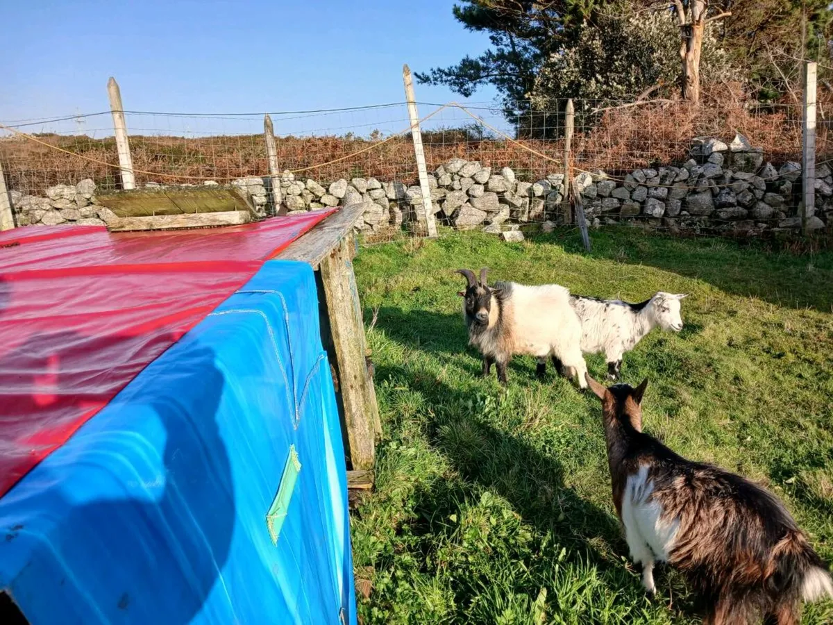 PYGMY BUCK SERVICE FOR STUD - Image 4