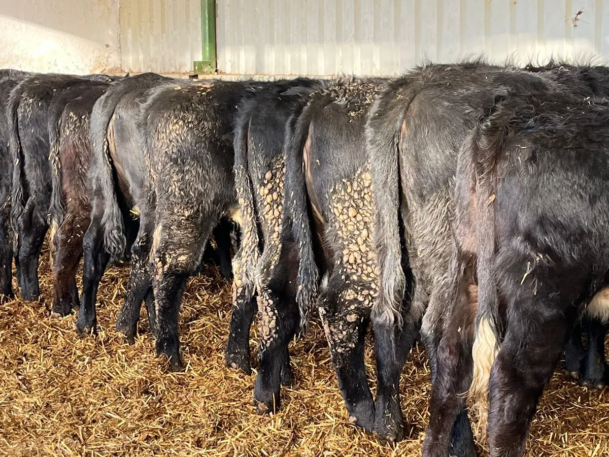 Heifer Weanlings - Image 1