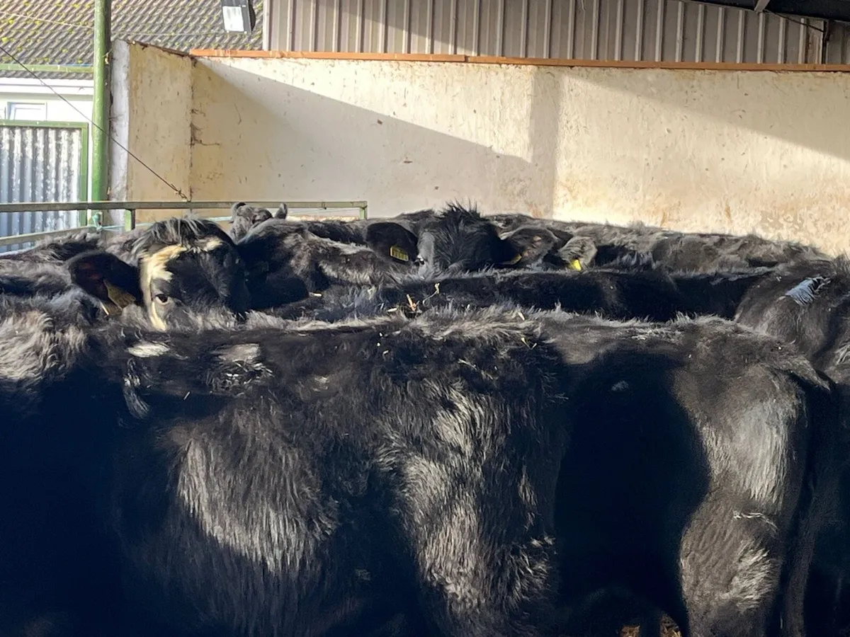 Heifer Weanlings - Image 2
