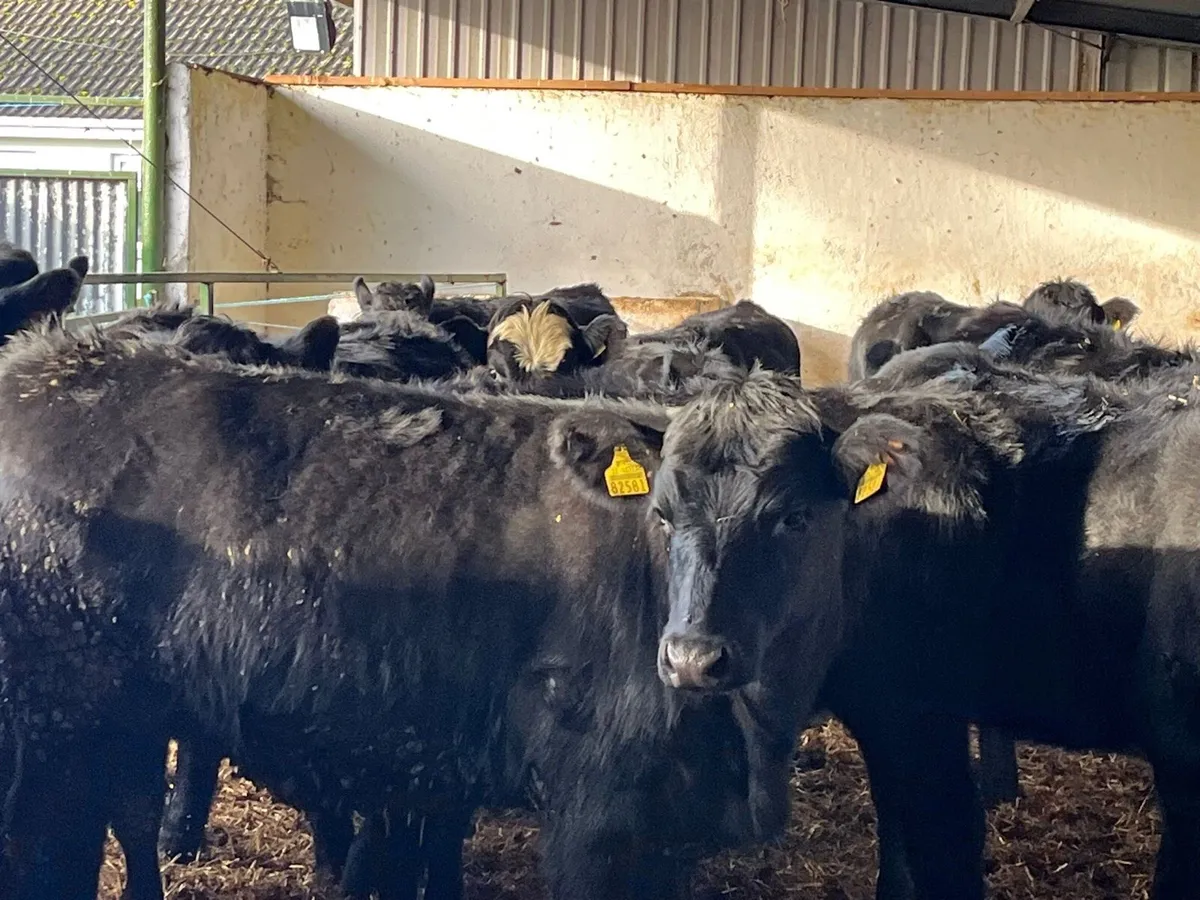 Heifer Weanlings - Image 3