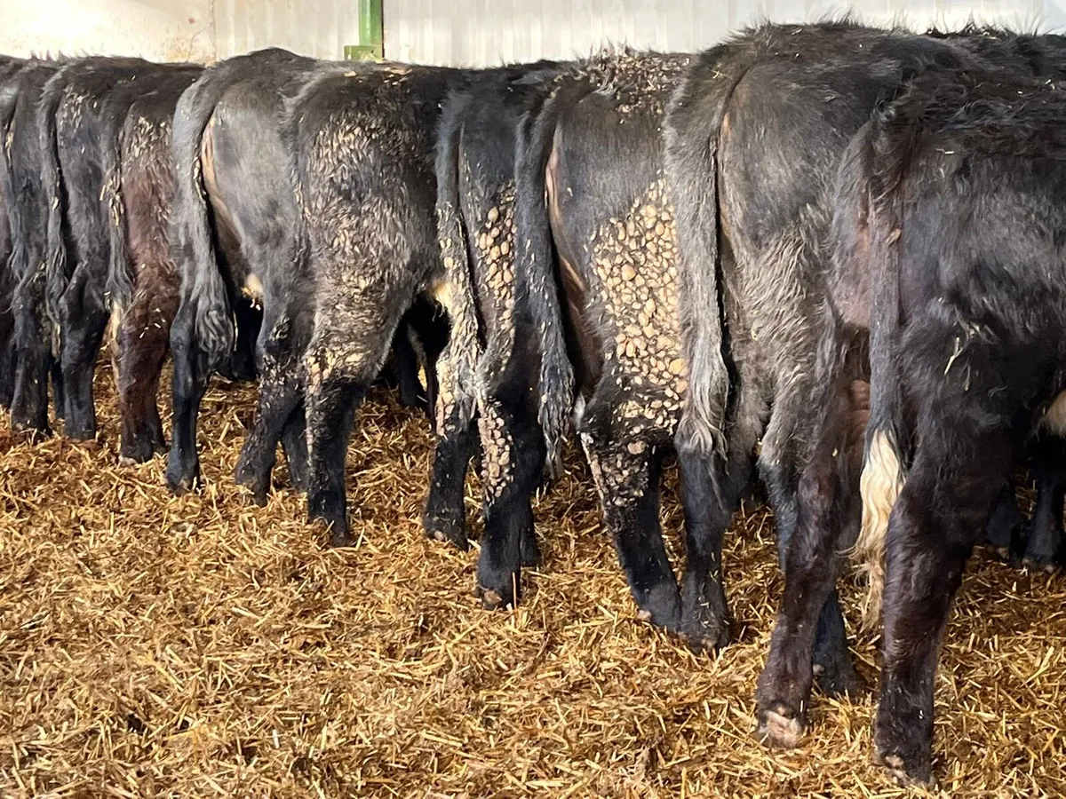 Heifer Weanlings - Image 4