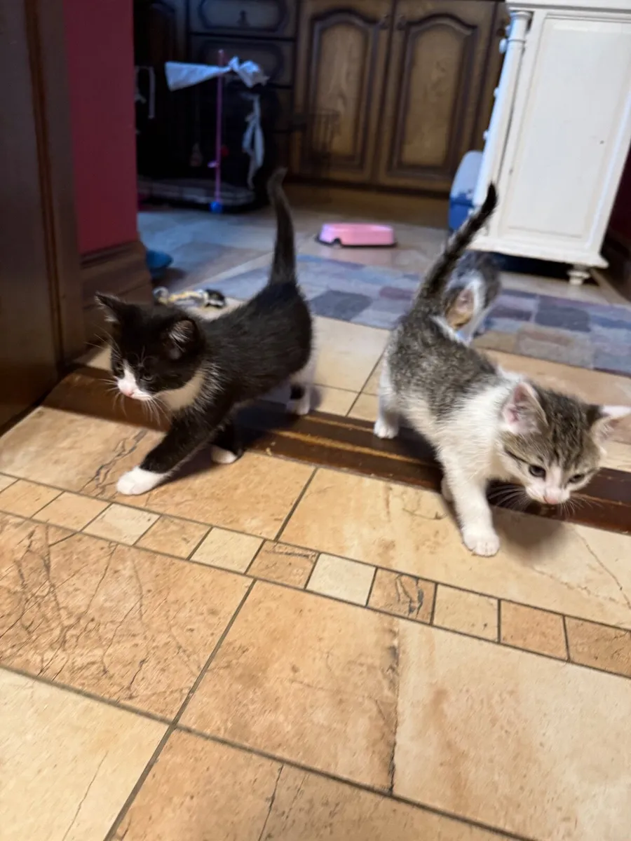 Beautiful kittens 💙💙 - Image 2