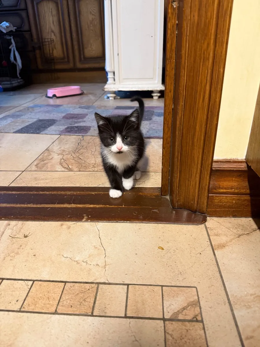 Beautiful kittens 💙💙 - Image 1