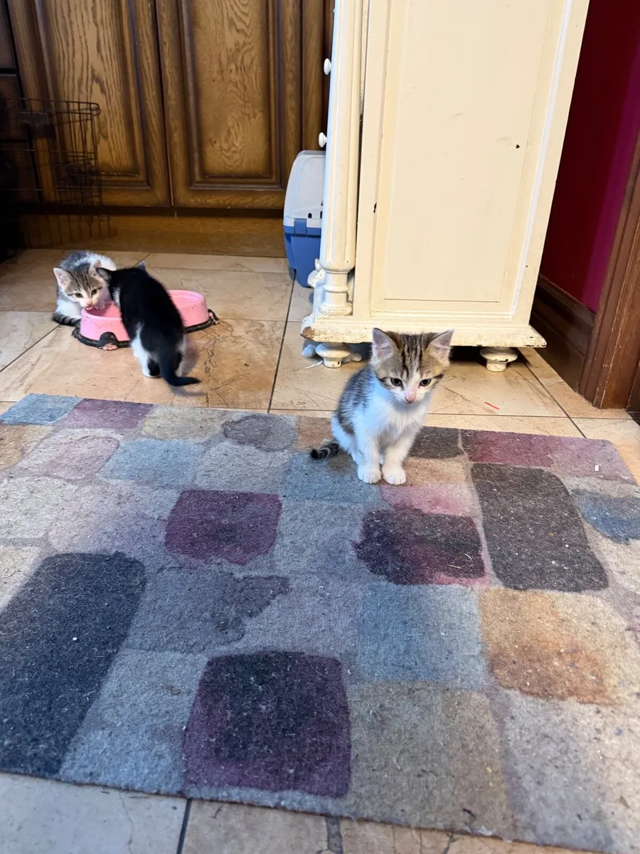 Beautiful kittens 💙💙 - Image 3