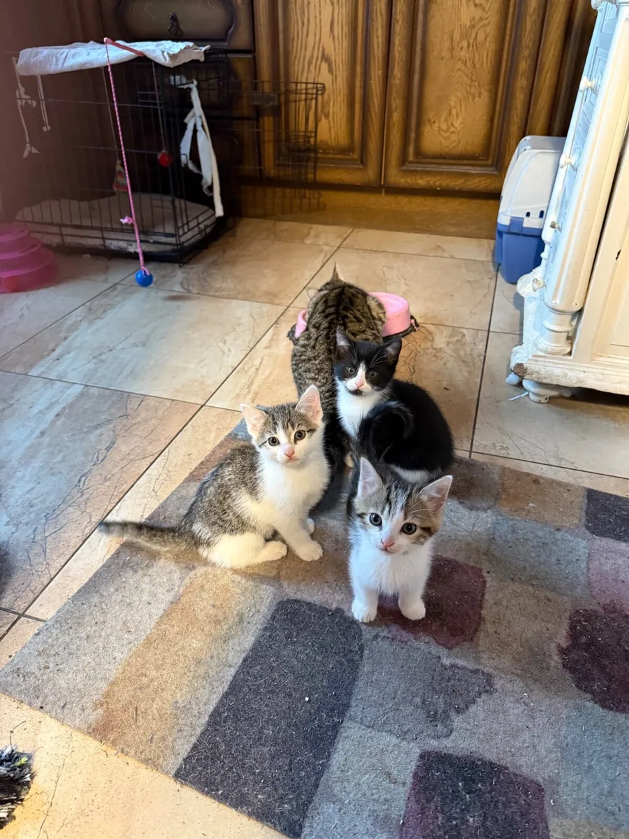 Beautiful kittens 💙💙 - Image 4