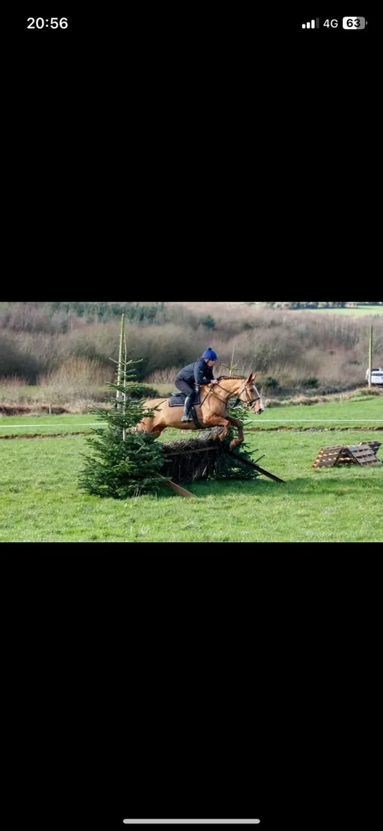 Irish Draught Class1 - Image 1