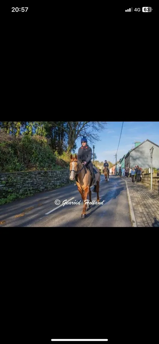 Irish Draught Class1 - Image 3