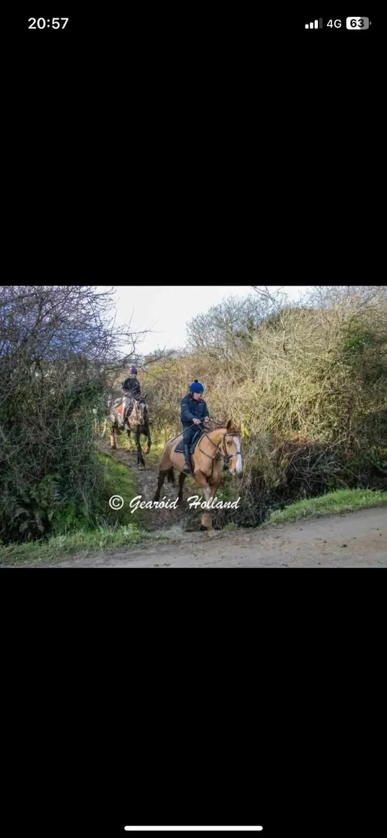 Irish Draught Class1 - Image 4