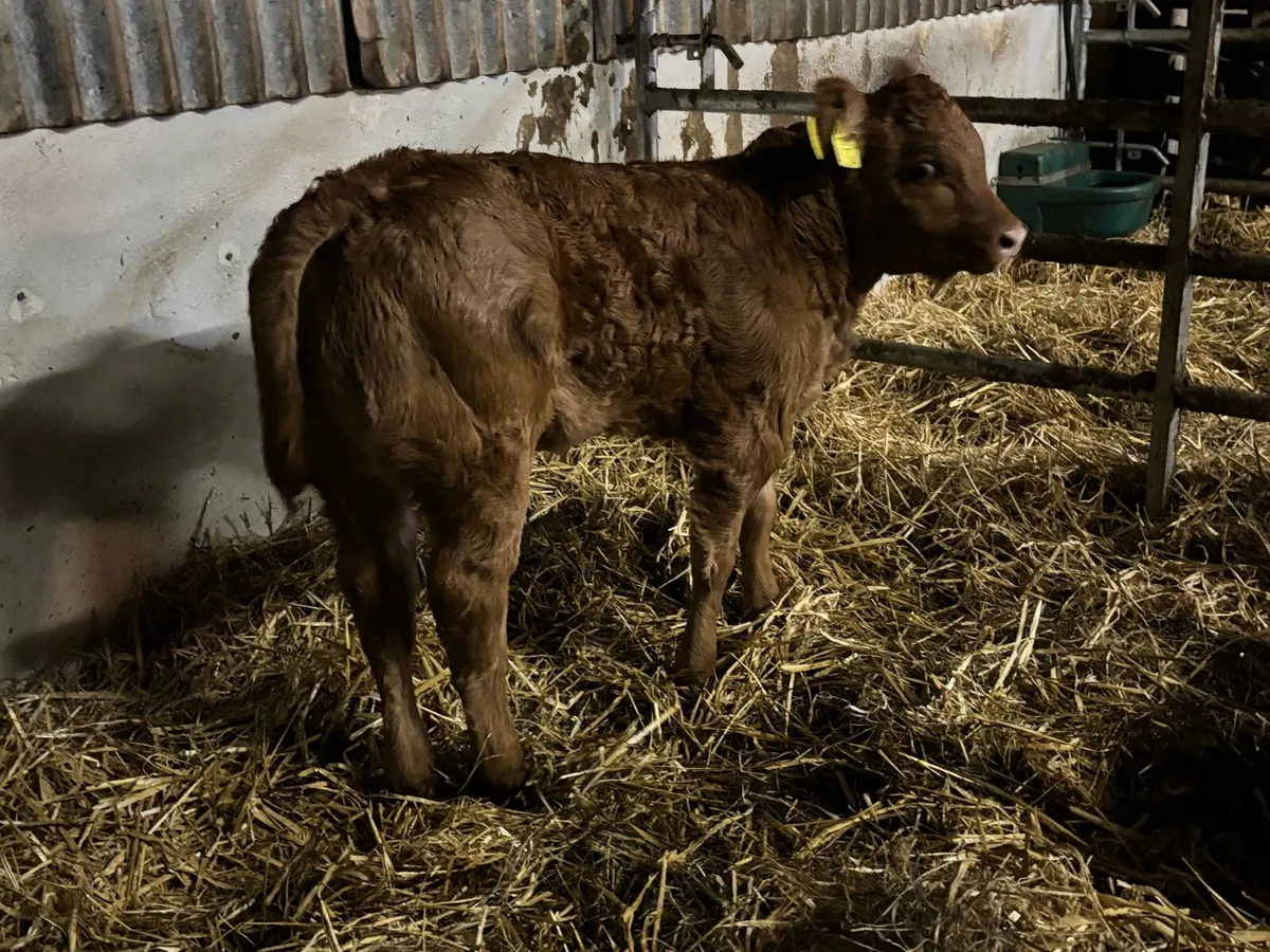 2 first time cows with 1 heifer calf 1 bull calf, - Image 1
