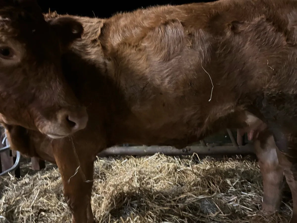 2 first time cows with 1 heifer calf 1 bull calf, - Image 2