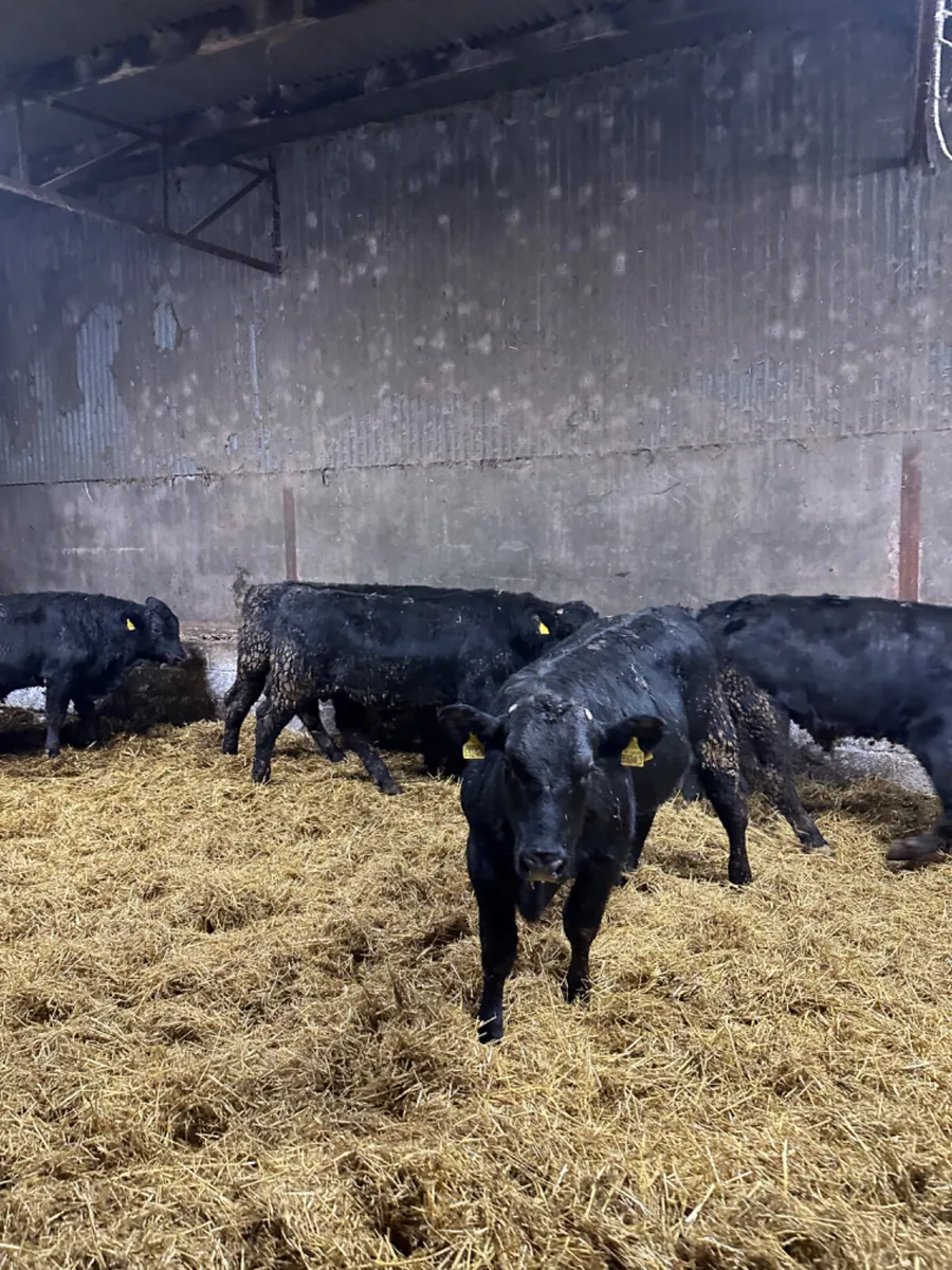 Angus bulls - Image 3