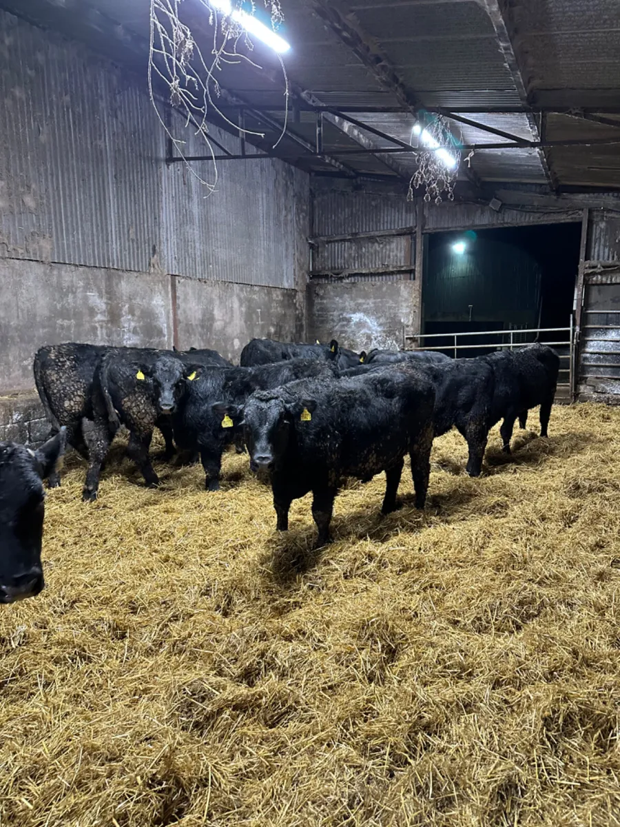 Angus bulls - Image 4