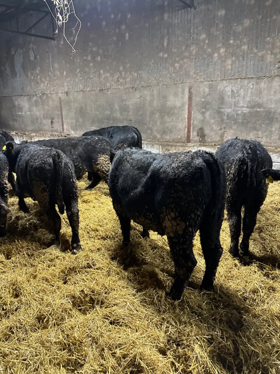 Angus bulls - Image 1
