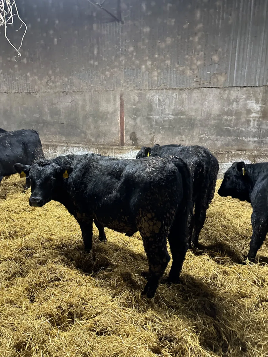 Angus bulls - Image 2