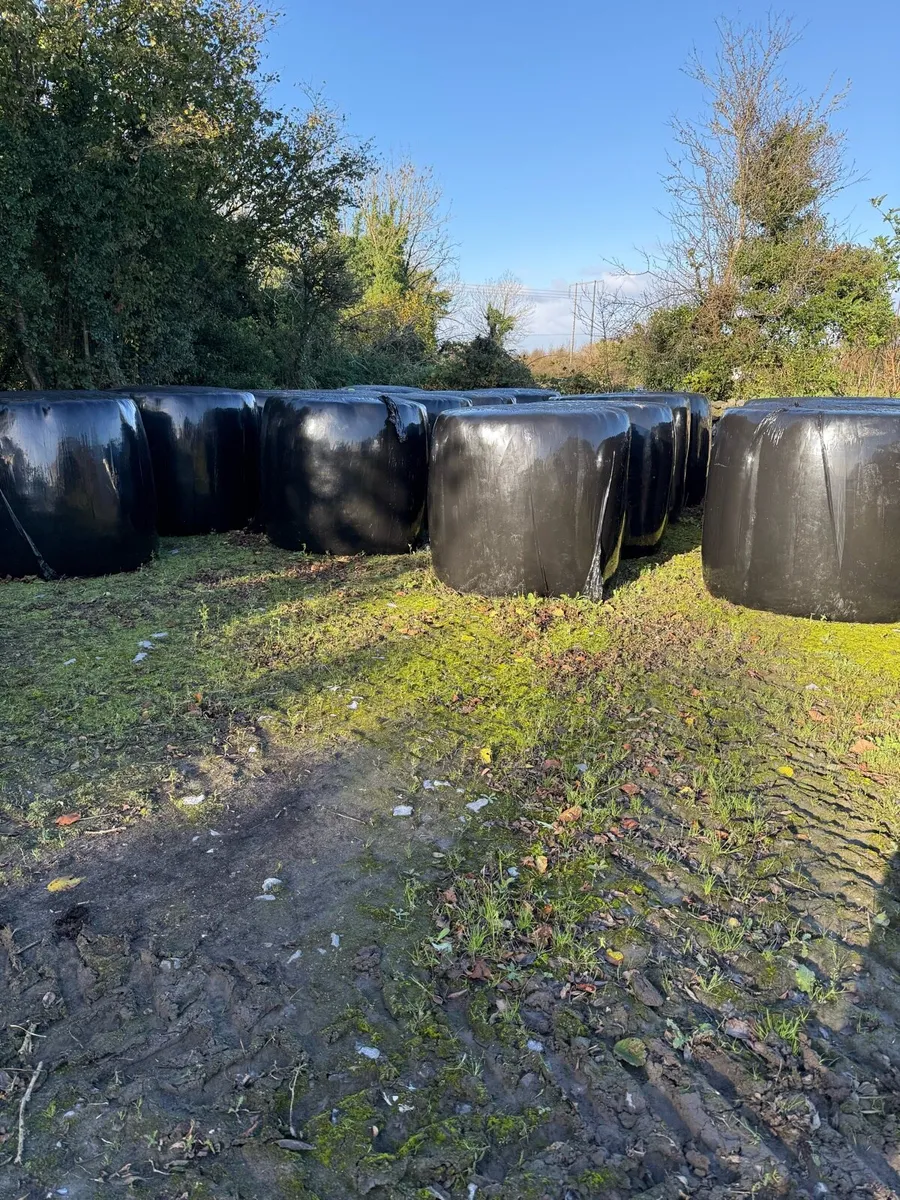 Silage - Image 1