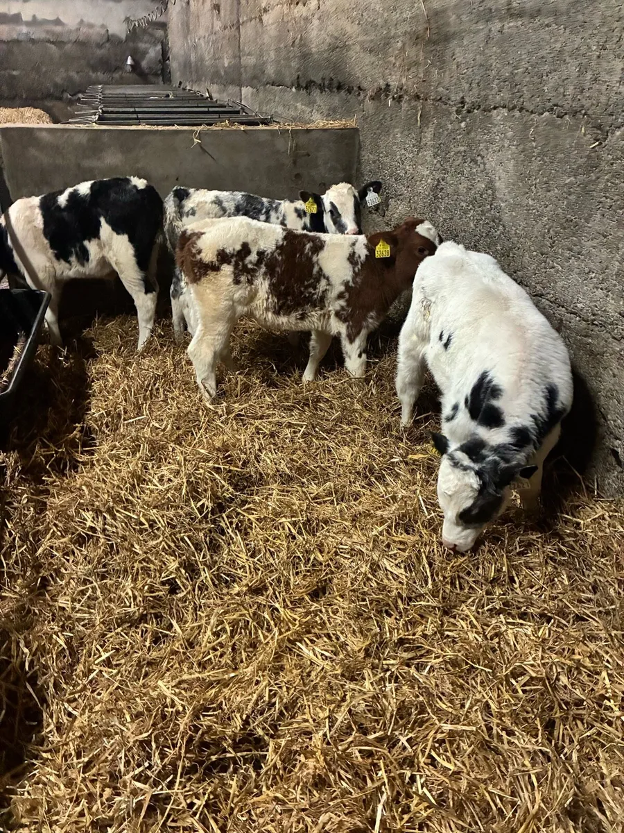 Super Belgian Blue Calves - Image 3