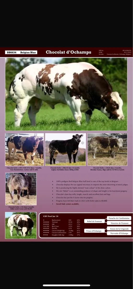 Super Belgian Blue Calves - Image 4