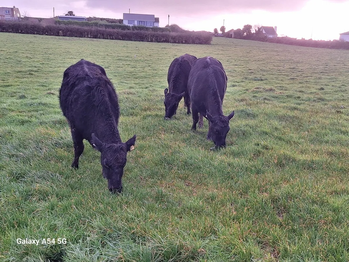 Heifers - Image 3
